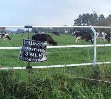 moooo-nicholas-300x200