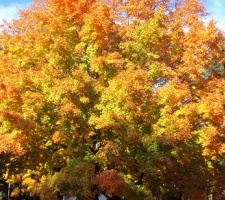 gods-wonders-greeted-me-in-michigan