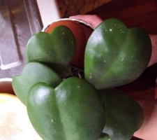 heart-shaped-rubber-plant-leaves