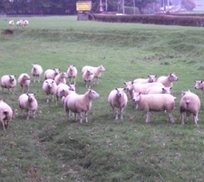 sheep-approaching-nicholas