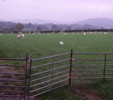 sheep-grazing