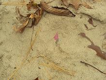 J.Crew flip-flop pink