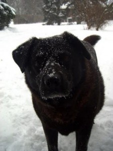 snowy Jack 2 snowy Jack 2