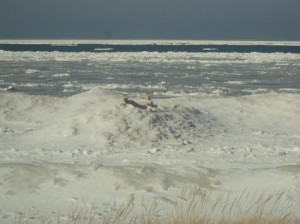Icy beach mounds 010