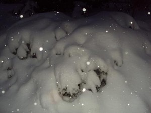 Snowy bushes 010