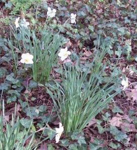 Daffodils 010