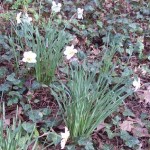 Daffodils 010