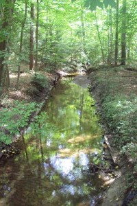 Creek in woods