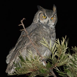 Great Horned Owl