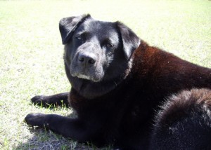 Beautiful Jack, Ocala