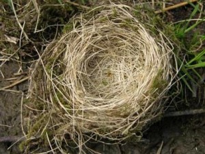Empty bird nest