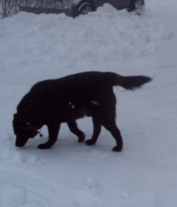 Jack sniffs the snow
