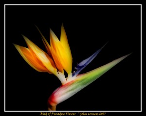 Bird of Paradise Flower