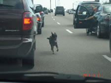 Dog on the highway