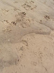 Sand prints