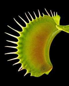 Venus Fly Trap