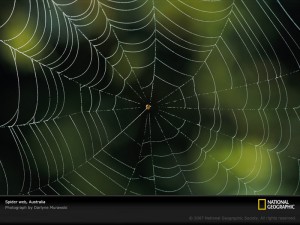 Spider Web