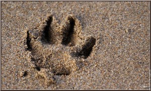 5953 empreinte dans le sable