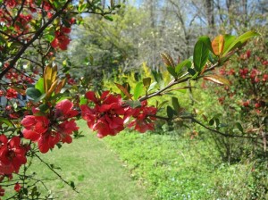 Flowering Quince branch
