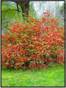 Flowering Quince bush