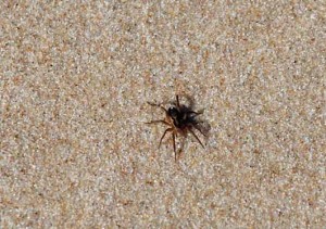 Sand spider