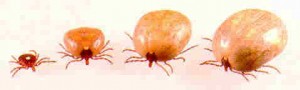 A tick as it eats