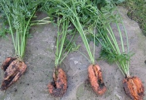 Contaminated carrots