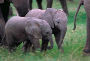 Baby elephants
