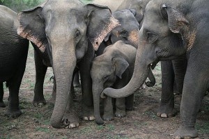Elephant family