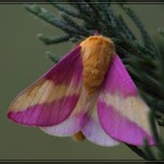 Rosie Maple Moth