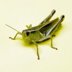 A grasshopper