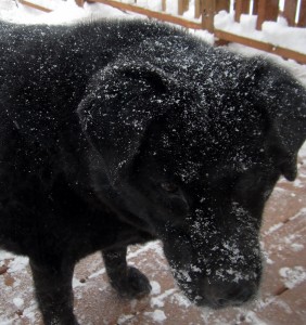 Snow dog