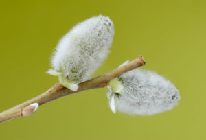 Pussy willow catkins