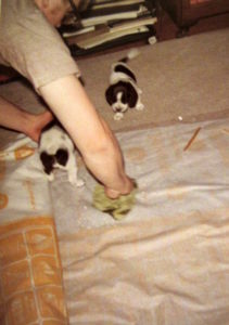 Puppies making messes