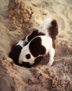 Puppies digging
