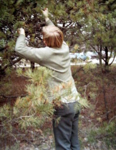 Picking pine cones